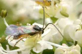 Attēlu rezultāti vaicājumam “Acronicta rumicis larva”