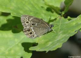 Attēlu rezultāti vaicājumam “Lopinga achine”