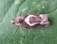 Attēlu rezultāti vaicājumam “Epiblema foenella”