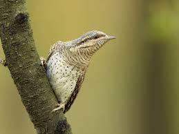 Attēlu rezultāti vaicājumam “Jynx torquilla adult”