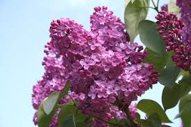 Image result for flieder