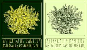 Attēlu rezultāti vaicājumam “Astragalus danicus”