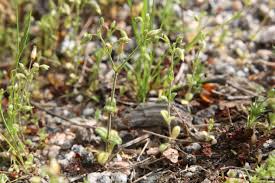 Attēlu rezultāti vaicājumam “Cerastium semidecandrum bud”