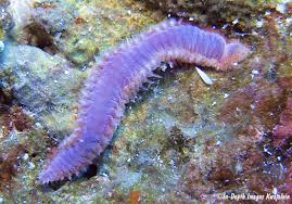 Attēlu rezultāti vaicājumam “Amaurochaete sp.”