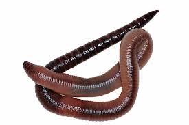 Attēlu rezultāti vaicājumam “Lumbricus terrestris”