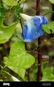 Image result for Ipomoea Heavenly Blue