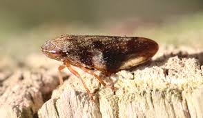 Attēlu rezultāti vaicājumam “Aphrophora alni imago”