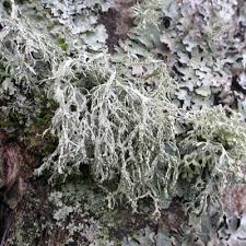 Attēlu rezultāti vaicājumam “Ramalina farinacea”