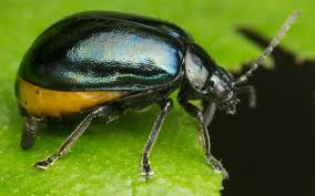 Attēlu rezultāti vaicājumam “Agelastica alni”