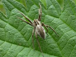 Attēlu rezultāti vaicājumam “Pisaura mirabilis male”