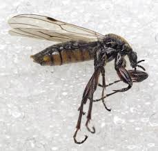 Attēlu rezultāti vaicājumam “Bibionidae female”