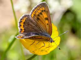 Attēlu rezultāti vaicājumam “Lycaena hippothoe underside”