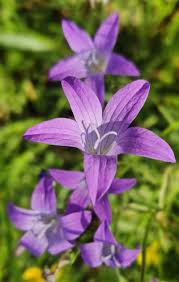 Attēlu rezultāti vaicājumam “Campanula patula fruit”