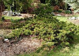 Attēlu rezultāti vaicājumam “Pinus banksiana”