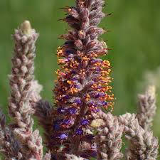 Attēlu rezultāti vaicājumam “Onobrychis arenaria fruit”