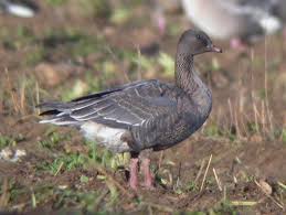 Attēlu rezultāti vaicājumam “Anser brachyrhynchus adult”