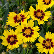 Image result for Coreopsis