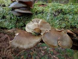 Attēlu rezultāti vaicājumam “Symphytocarpus flaccidus”