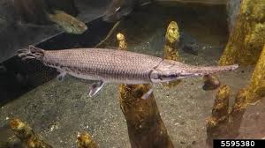 Image result for Lepisosteus osseus