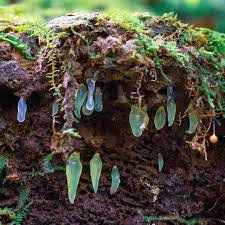 Attēlu rezultāti vaicājumam “Mucronella”