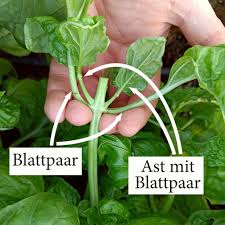 Image result for Basilikum