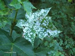 Attēlu rezultāti vaicājumam “Sawadaea tulasnei”