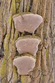 Attēlu rezultāti vaicājumam “Phellinus alni”