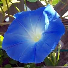 Image result for Ipomoea Heavenly Blue