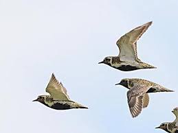 Attēlu rezultāti vaicājumam “Pluvialis apricaria”