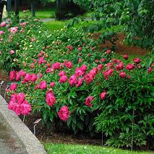 Attēlu rezultāti vaicājumam “Paeonia lactiflora”