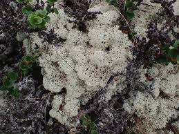 Attēlu rezultāti vaicājumam “Cladonia stellaris”
