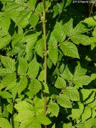 Attēlu rezultāti vaicājumam “Filipendula ulmaria  leaf”