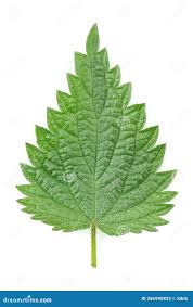 Attēlu rezultāti vaicājumam “Urtica dioica leaf”