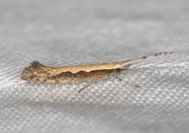 Attēlu rezultāti vaicājumam “Plutella xylostella”