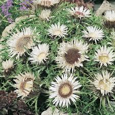 Image result for Silberdistel