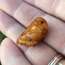 Attēlu rezultāti vaicājumam “Scardia boletella pupa”