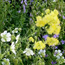 Attēlu rezultāti vaicājumam “Thalictrum flavum flower”