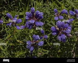 Attēlu rezultāti vaicājumam “Dracocephalum ruyschiana leaf”