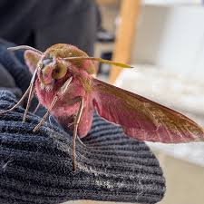 Attēlu rezultāti vaicājumam “Deilephila elpenor”