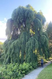 Attēlu rezultāti vaicājumam “Cercidiphyllum japonicum”