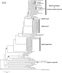 Attēlu rezultāti vaicājumam “Aphis farinosa”