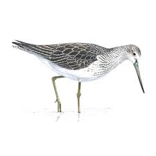 Attēlu rezultāti vaicājumam “Tringa nebularia”