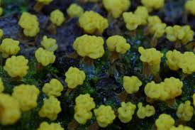 Attēlu rezultāti vaicājumam “Physarum, Nannengaella sp.”