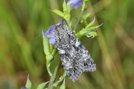 Attēlu rezultāti vaicājumam “Eurois occulta”