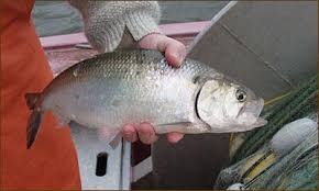 Image result for Alosa sapidissima