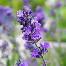 Image result for Lavendel