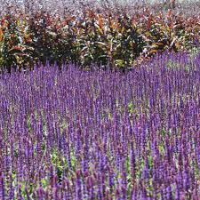 Image result for Salvia nemorosa