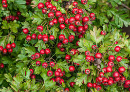 Attēlu rezultāti vaicājumam “Crataegus monogyna fruit”
