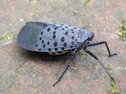 Attēlu rezultāti vaicājumam “Lycogala persicum macro”