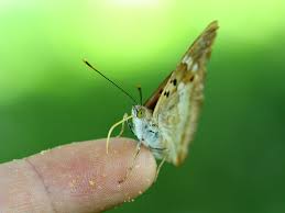 Attēlu rezultāti vaicājumam “Apatura iris female”